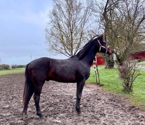 Image of Snygg valack med utstrålning & härlig uppsyn av mindre modell!