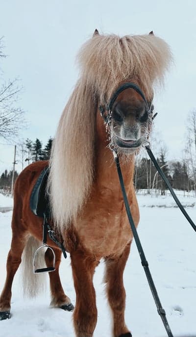 Inlägg 140 av Allround med titeln 👑🖤