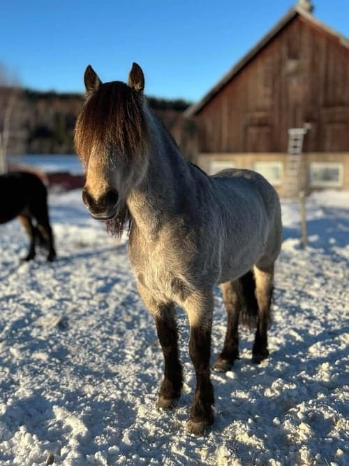 Bild av Charmigt kallblod som syns i mängden