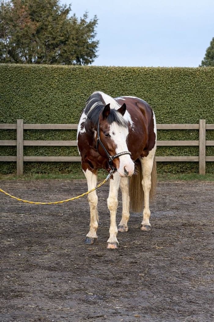 Media 1 av En riktig Eye catcher