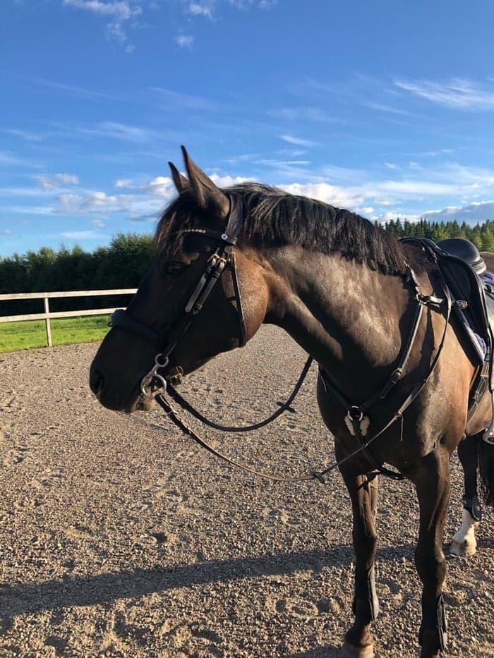 Media 1 av Ragnarps Domingo