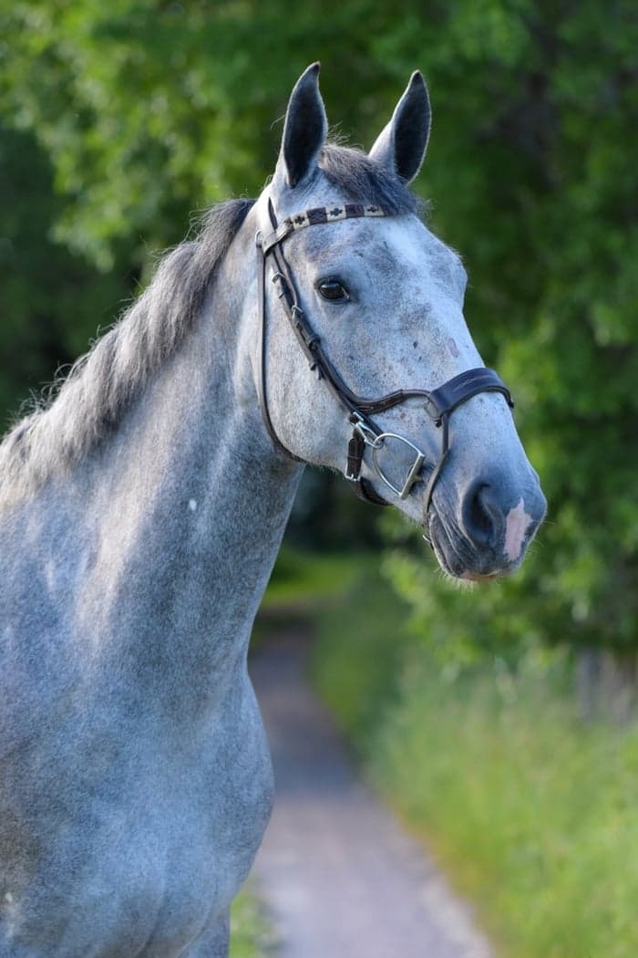 Media 1 av Lady Morgan