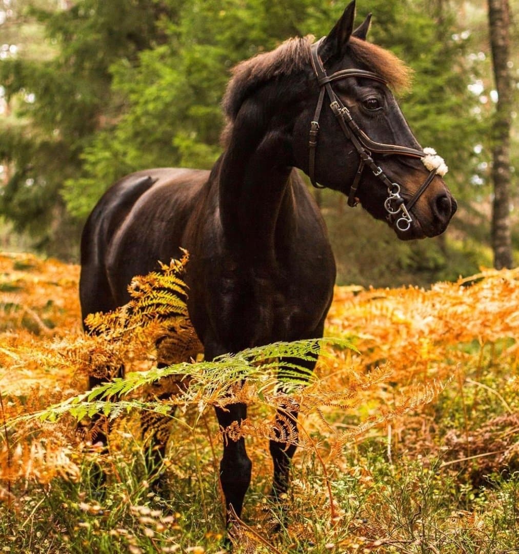 Image 1 of Elphins Velvet