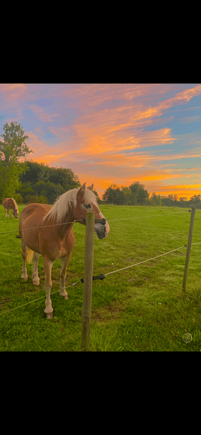 Inlägg 17 av Hunting med titeln 🫶🏻🫶🏻🫶🏻