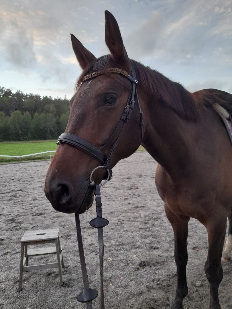 Bild 1 av Clarence AJK