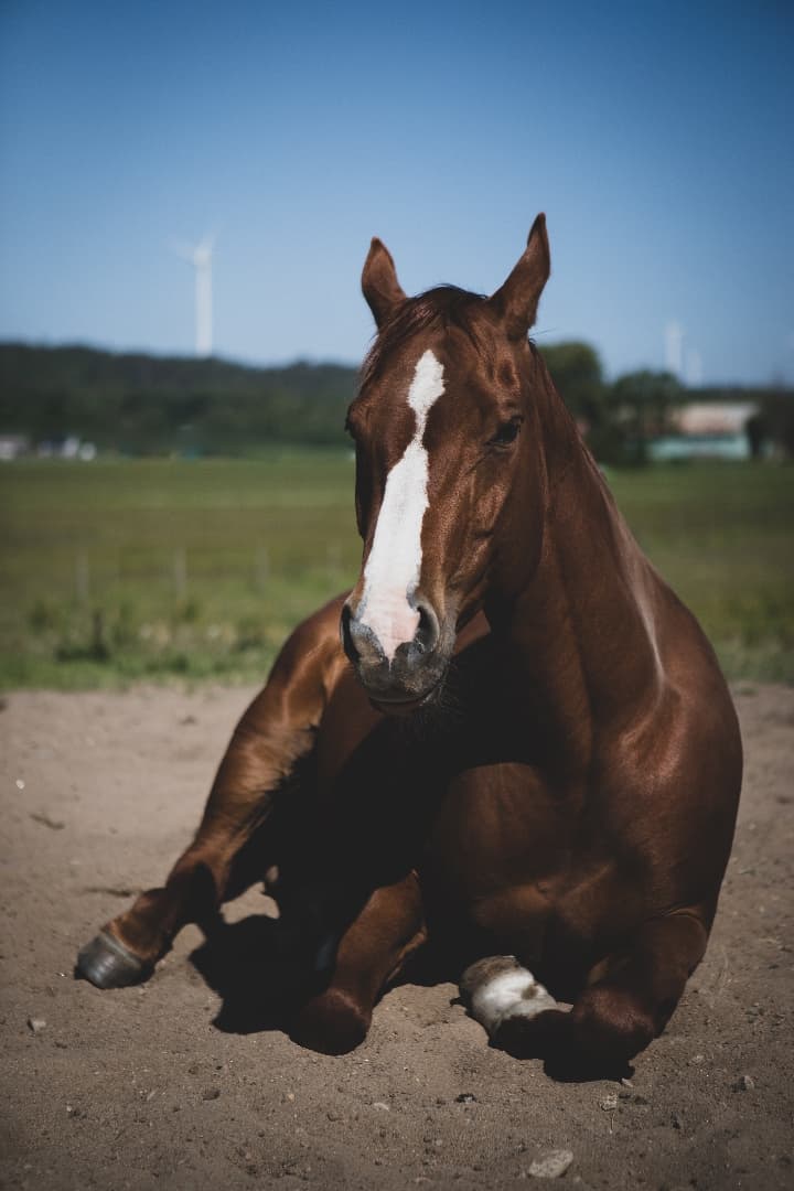 Bild 1 av Crimson Sunspot