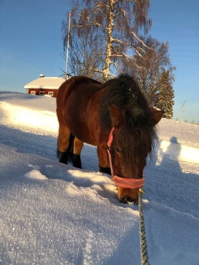Inlägg 21 av Ponnytrav med titeln Träning 