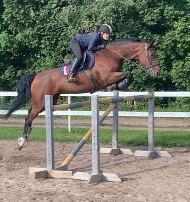 Media 1 of Sunset's Phoebe