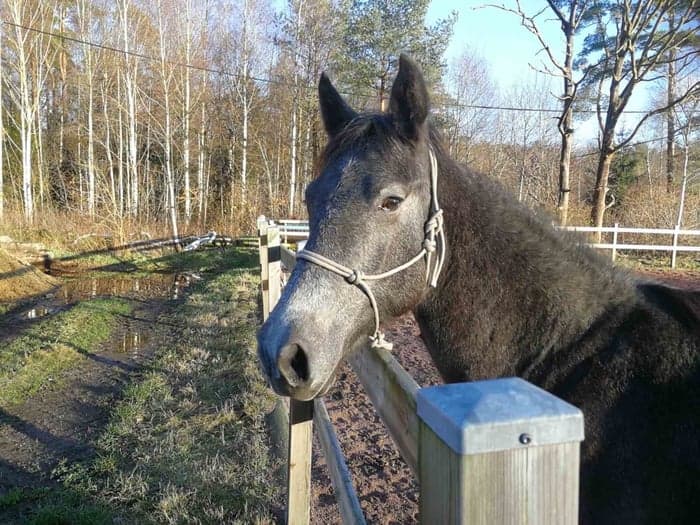 Media 1 of Miallo celtic lullaby