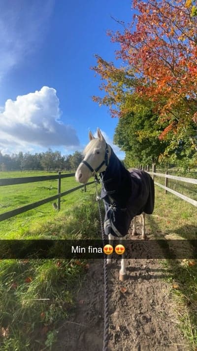 Inlägg 13 av Andalusier med titeln Fosquito❤️❤️