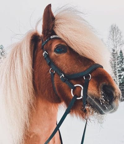 Inlägg 174 av Allround med titeln 🤍🦄