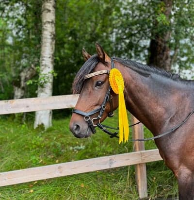 Inlägg 6 av Dressyr