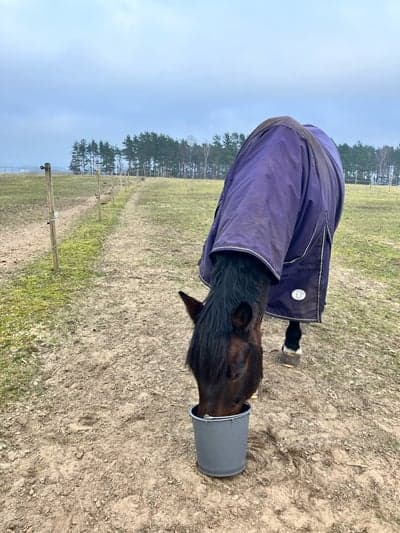 Inlägg 7 av Sportkörning med titeln Mys i hagen!🥰