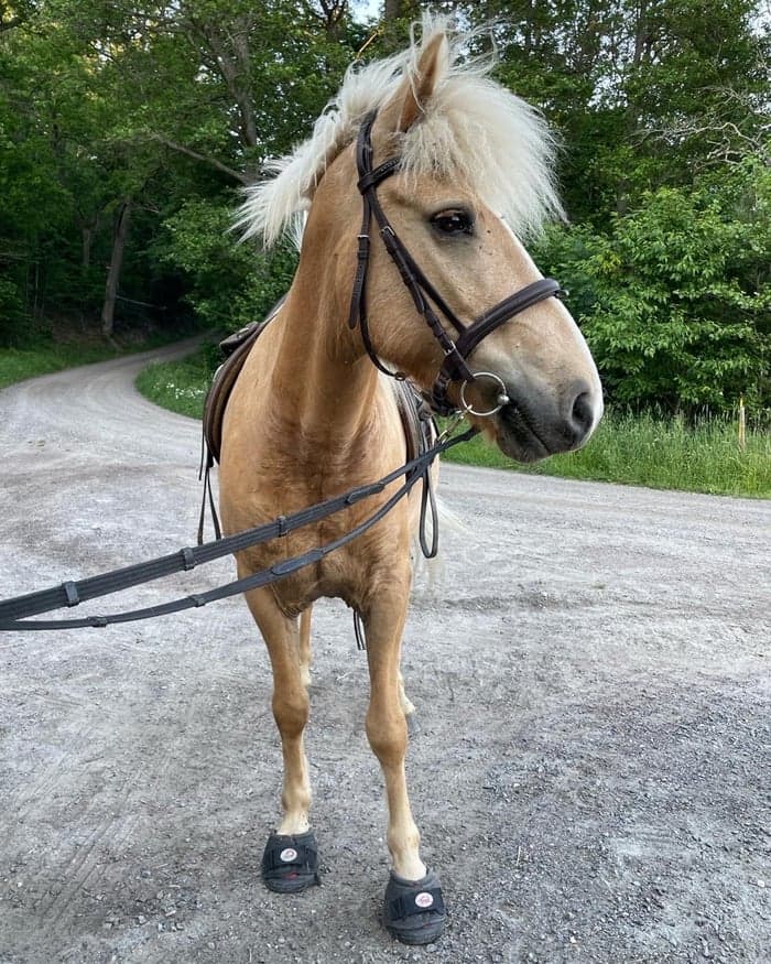 Media 2 av Blesi från Gäverstad