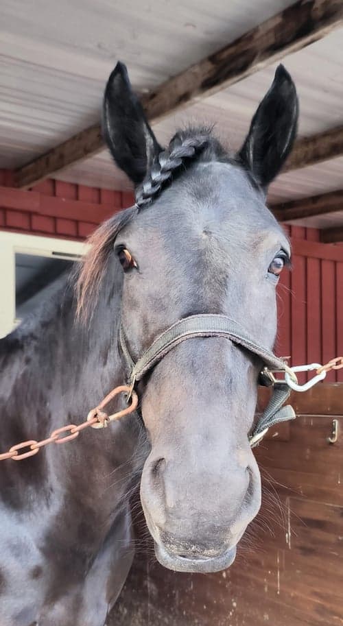 Bild av Kallblodssto i Piteå