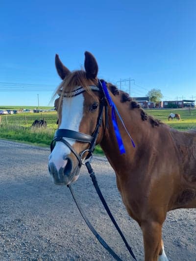 Inlägg 22 av Welsh Partbred med titeln Min favorit❤️🥈