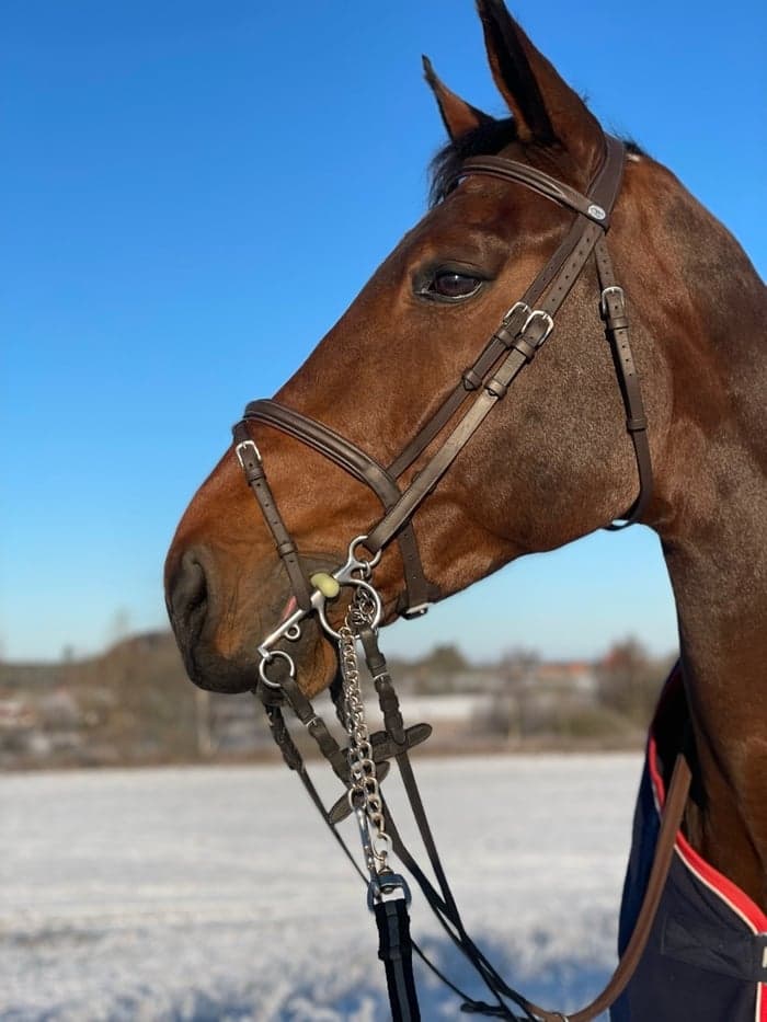 Media 1 of Dulcinea DL