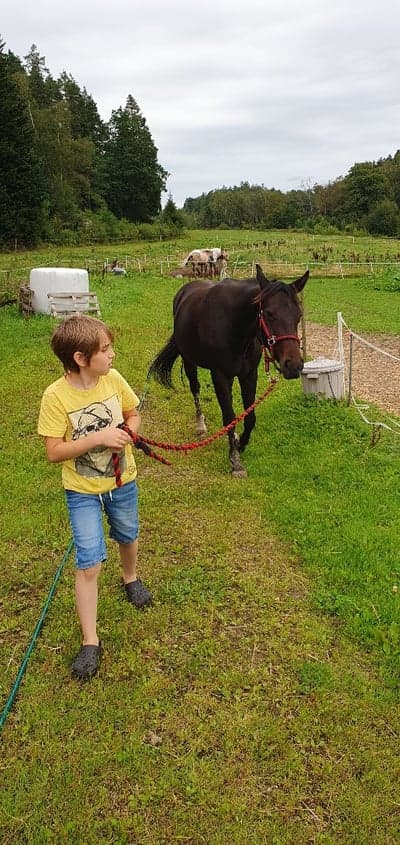 Inlägg 14 av Korsningshäst med titeln Underbara häst!