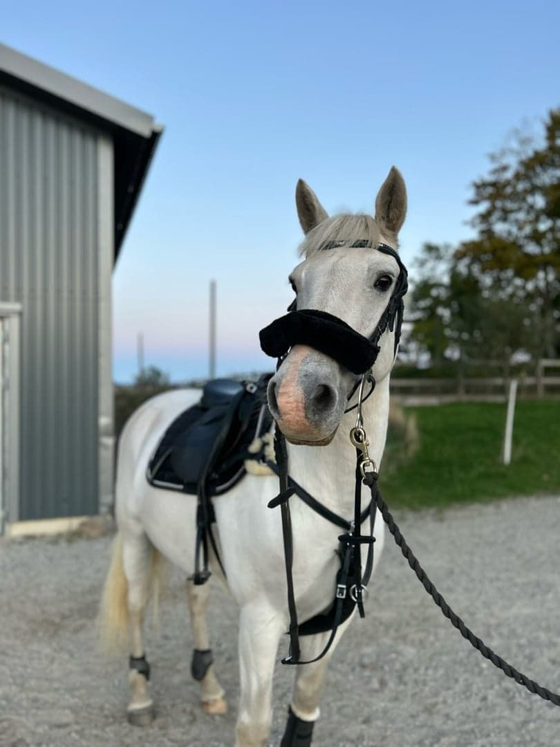 Bild 1 av Maxad D ponny tillsalu