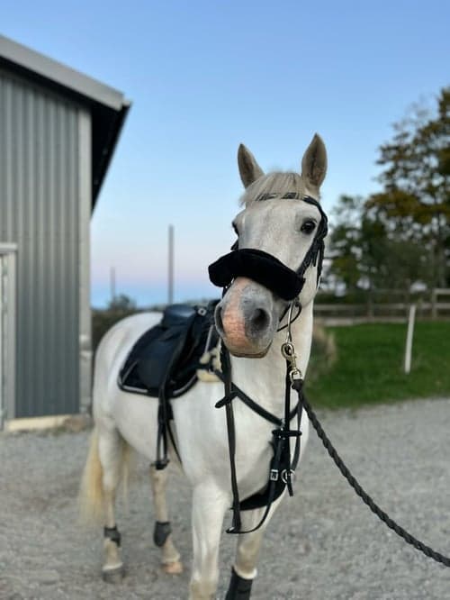 Bild av Maxad D ponny tillsalu