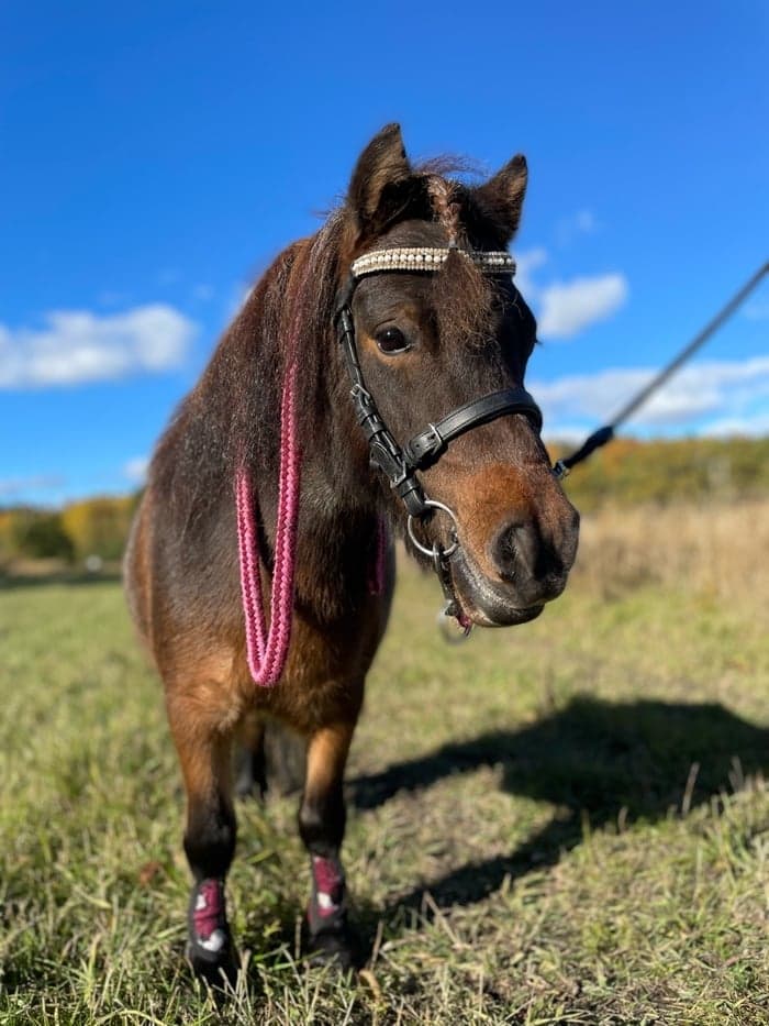 Media 1 av Lönnhults Magnolia