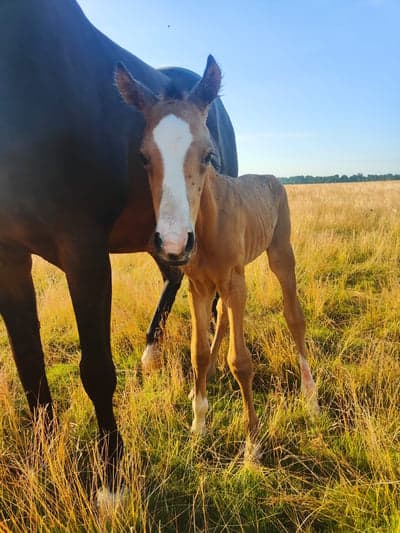 Inlägg 1 av Halvblod med titeln Första minuten