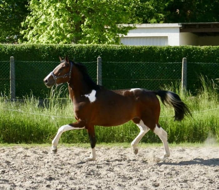 Media 3 av Imperio A