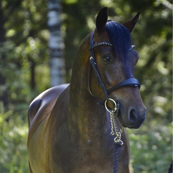 Media 1 av Rynn Dexter Paddy