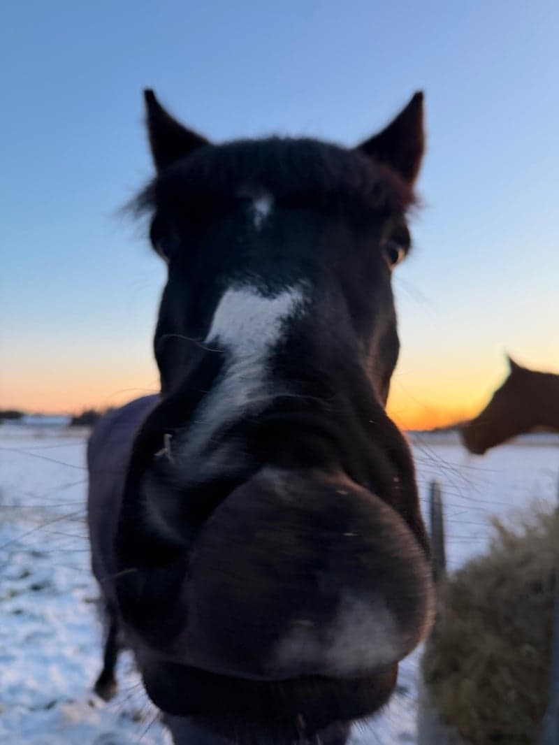 Bild 4 av Dynamo Harry