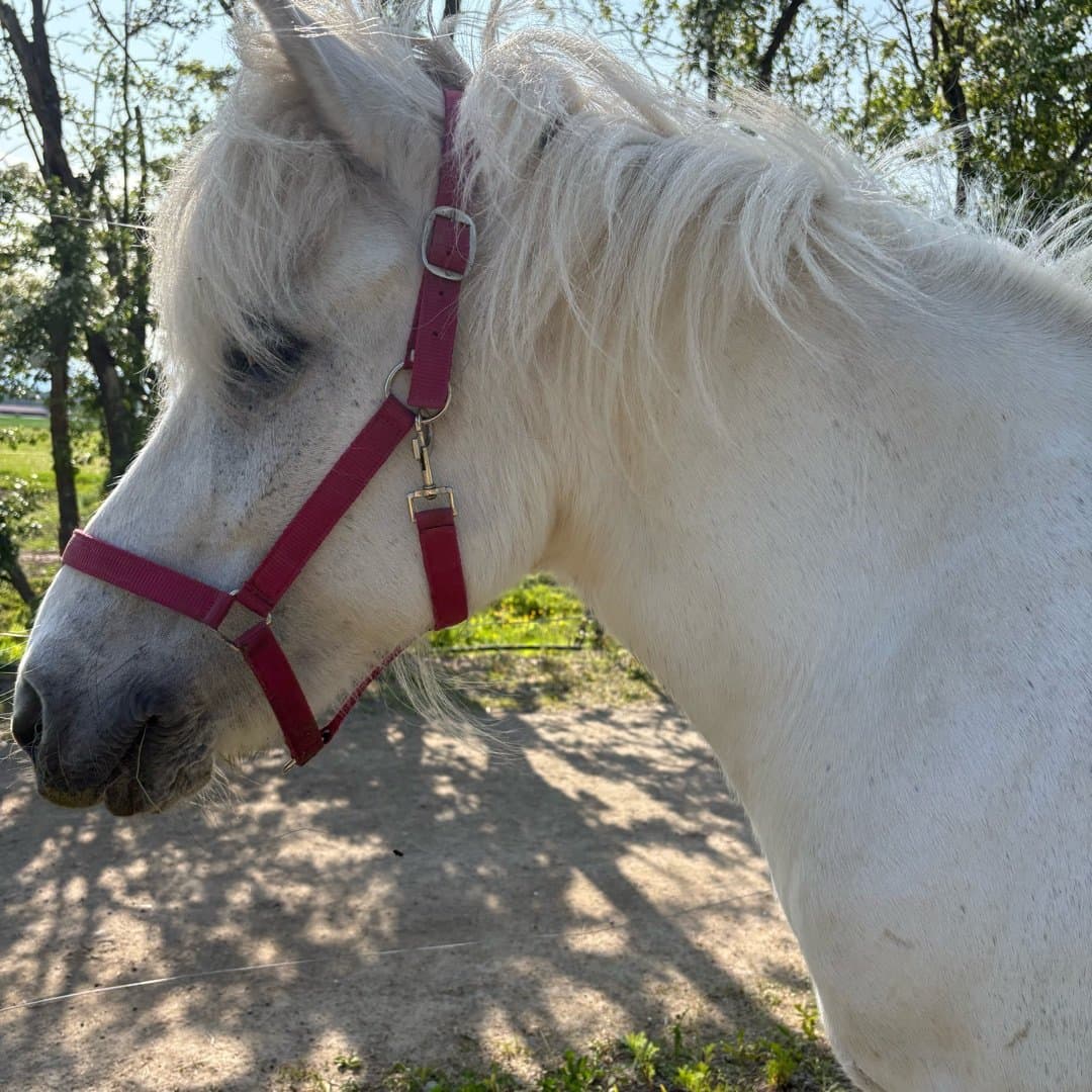 Bild 1 av Hera från klockaren