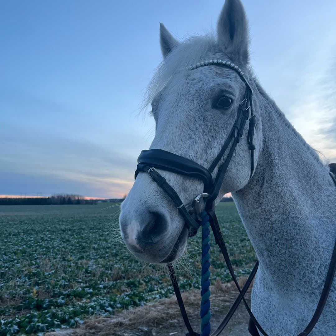 Bild 1 av Derryhill high silver tempo