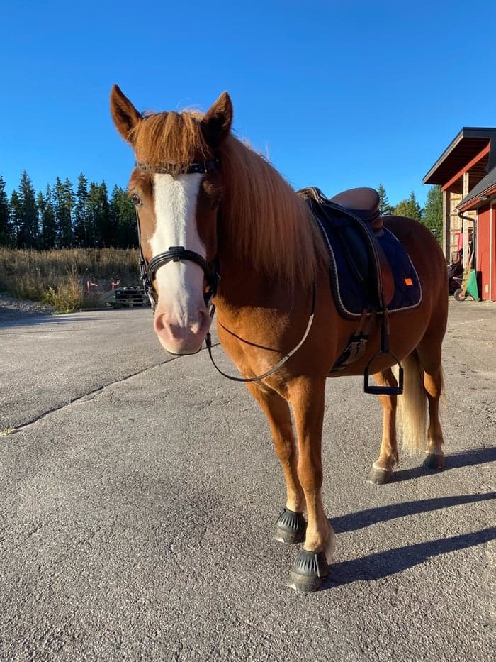 Media 1 of Valkyrja från Ragnarök