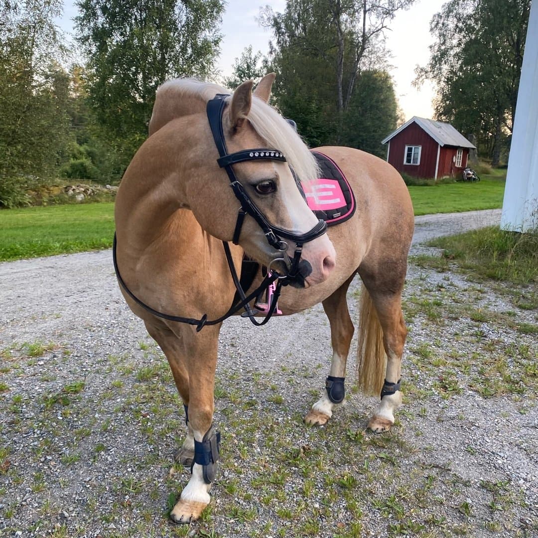 Image 1 of Lagavoulie CJ