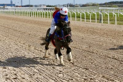 Ponnygalopp 