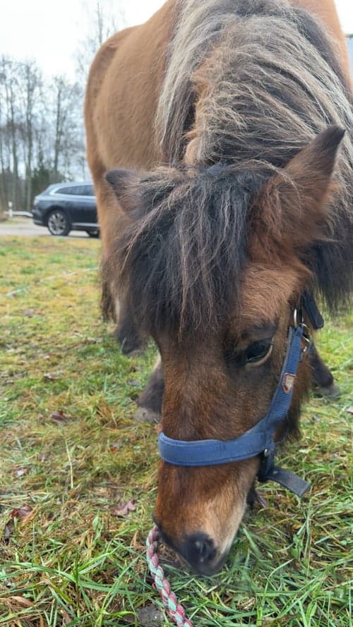 Bild av Unghäst med 5 trevliga gångarter