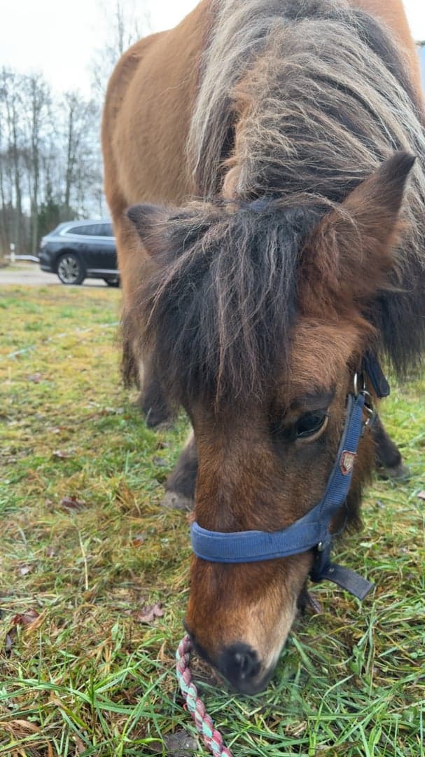 Bild 4 av Aska från Bergavallen