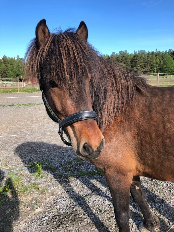 Media 1 av Óðinn från Lilla Gården P