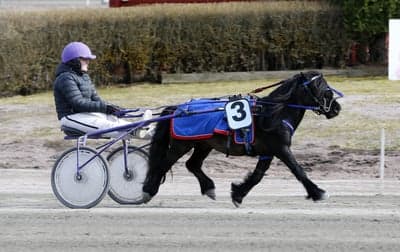 Inlägg 7 av Trav med titeln Ponnytrav 