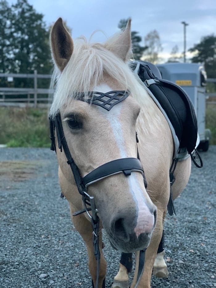 Media 1 av Crazy Busan