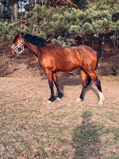 Bild av Härlig hopphäst