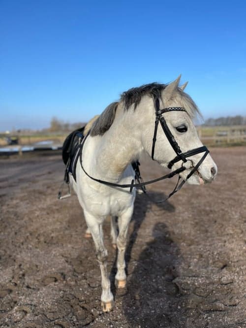 Bild av Underbar ponny🌟