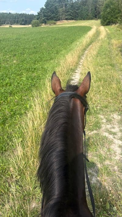 Inlägg 3 av Irländsk ridponny med titeln Lång uteritt idag med en stallkompis och hennes medryttarponny 💕💕