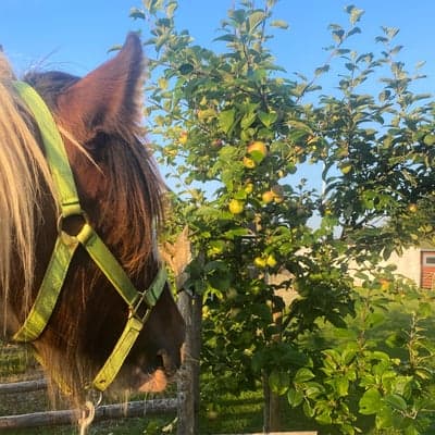 Post 6 of Gypsy Horse with title Kollar till äppleträdet