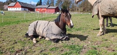 Inlägg 11 av Reining med titeln Njuter i solen ☀️