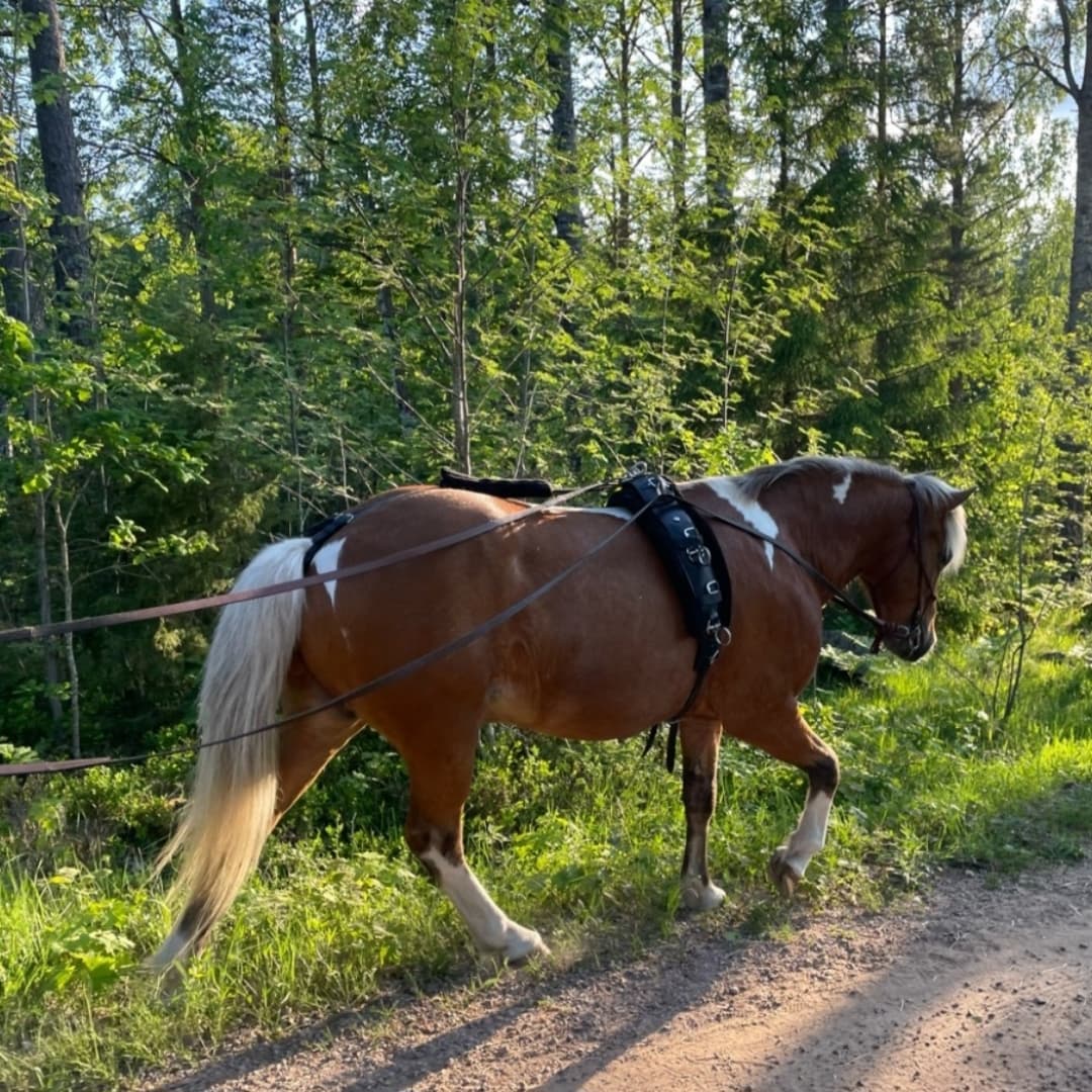 Bild 1 av Draumur frà Àrbæjarhjáleifu II