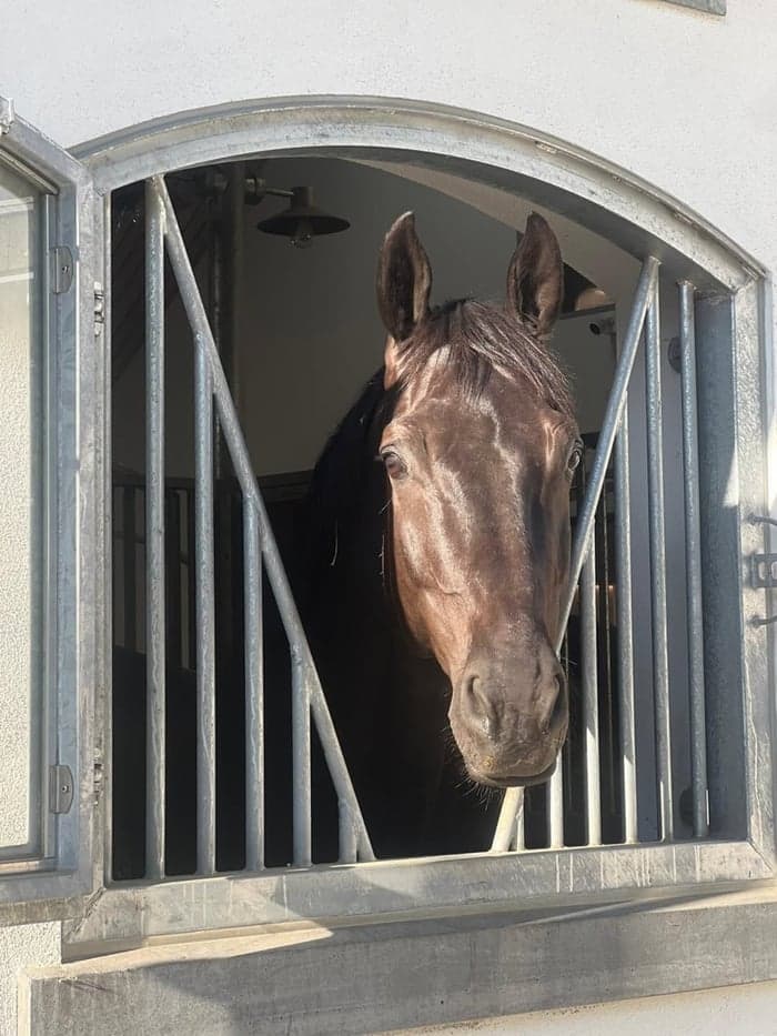 Media 3 av Django Unchained Z