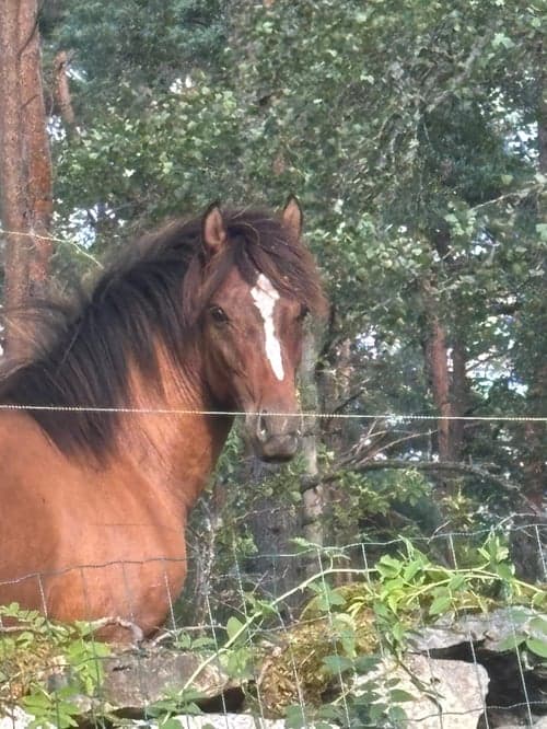 Bild av Ponnykille för framtiden