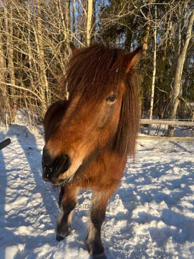 Inlägg 15 av Islandshäst med titeln 🥰🥰
