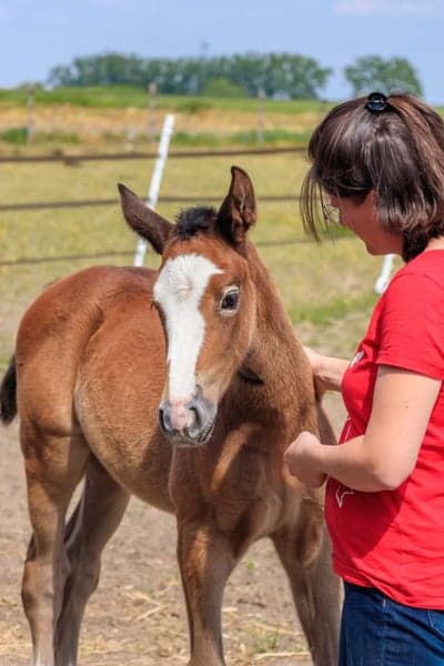 Post 5 of Belgian Warmblood with title 5 veckor gammal 