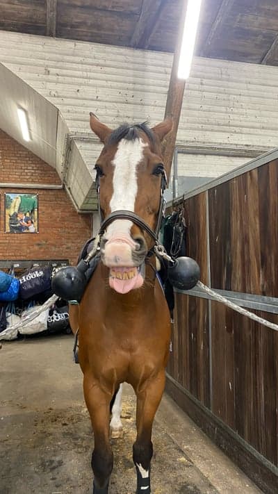 Post 14 of Belgian Warmblood with title 😜👑